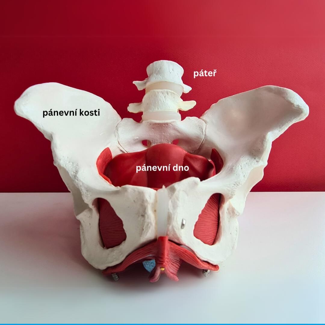 Jak posílit pánevní dno a ulevit tak celému tělu? | FyzioFoot.cz
